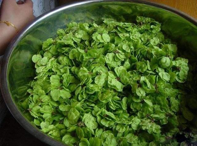 野生白花菜图片，野白花菜的功效与作用与禁忌（20种常见野菜辨别图）