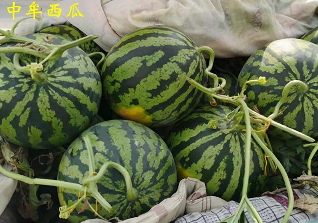 郑州特产有哪些土特产零食，郑州十大特产是什么（郑州十大名优特产）