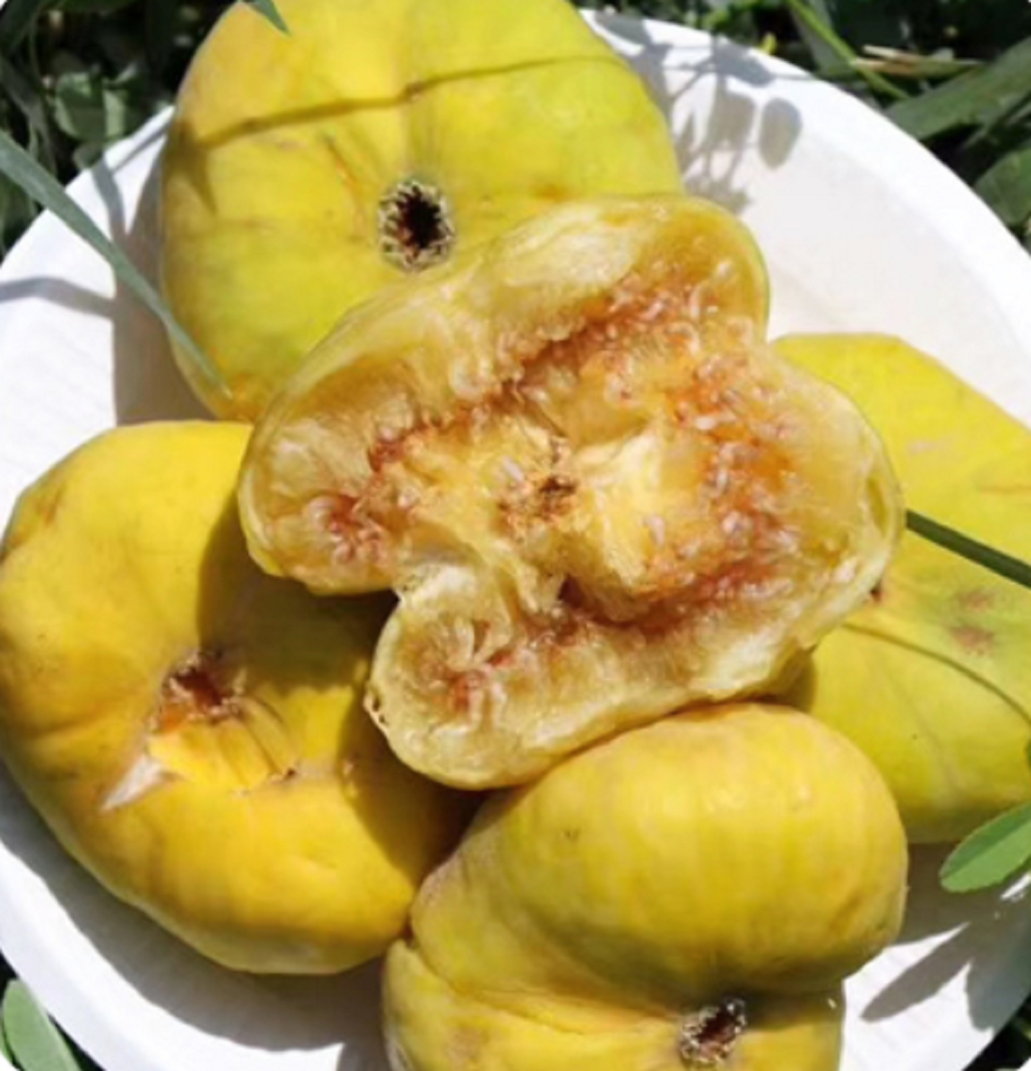 无花果一斤多少钱(产自新疆的) - 价格百科