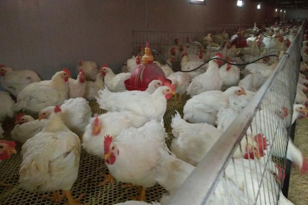 肉鸡常见的品种有哪些，常见的白羽鸡有这几种