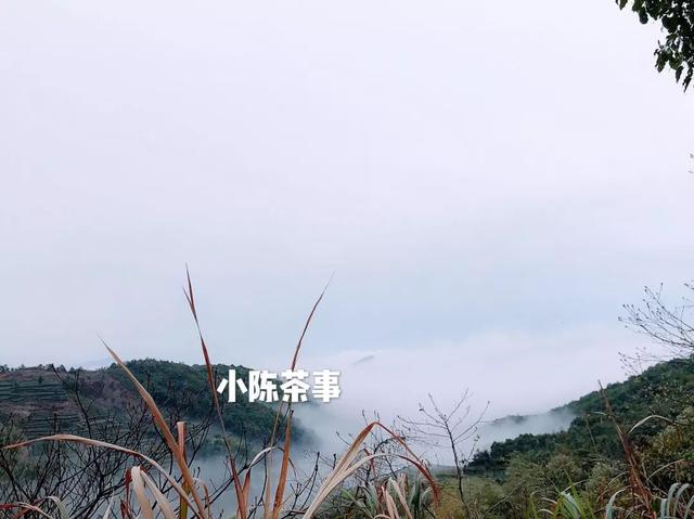 白牡丹茶怎么泡，白牡丹是什么茶（白茶春牡丹和秋牡丹）