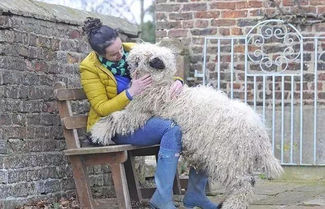 超可爱小羊羊，小羊太可爱了（却偏偏以为自己是条狗图片）