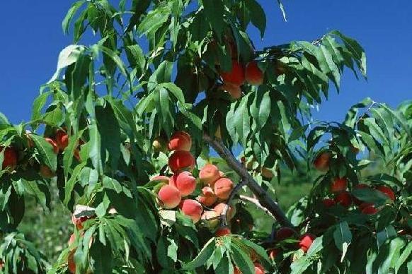 桃树嫁接时间和方法，桃树嫁接时间和梨树嫁接方法（桃树嫁接时间与方法）