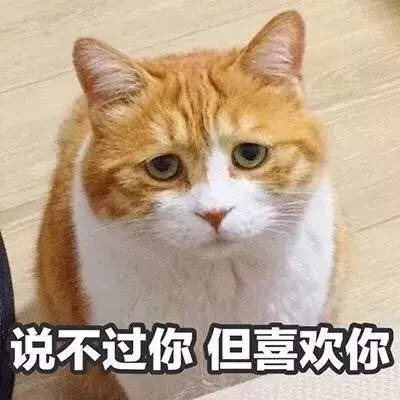 猫咪可以喝温水吗，猫咪能喝煮开的水吗（天冷了，猫咪也要多喝热水）