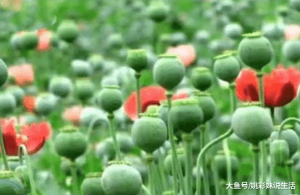 罂粟怎么读，大烟学名叫什么罂粟怎么读（6旬老人种325株罂粟被举报）