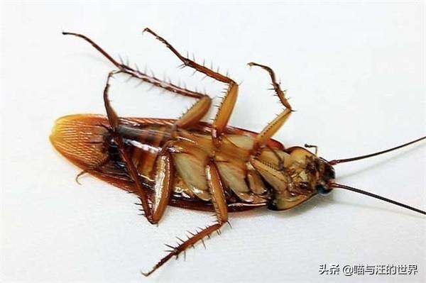 打死蟑螂会有更多蟑螂吗，蟑螂死了会招来蟑螂吗（你还敢用脚踩、拖鞋拍打蟑螂）
