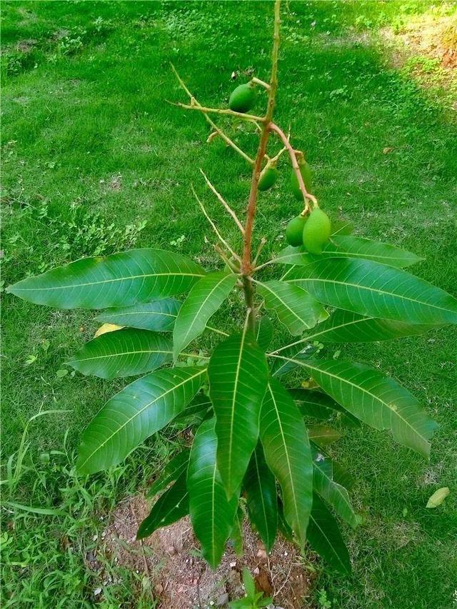 芒果种子怎么种，一个夏天就能长成小树苗