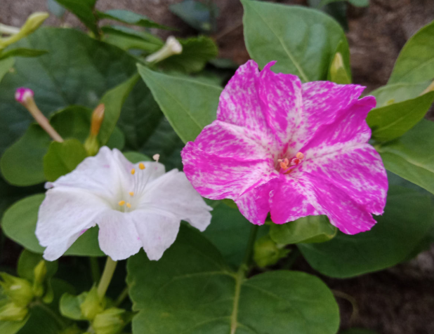 紫茉莉（紫茉莉花），农村院里的3种茉莉花（紫茉莉 茉莉）