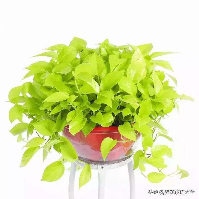 绿航绿萝怎么养，老花匠告诉你妙招（快看看你养的是哪一种）