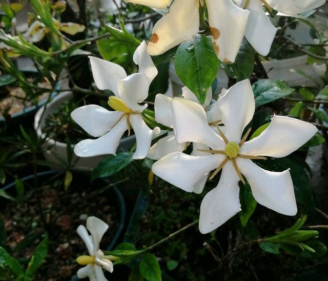 水培栀子花黄叶什么原因，水培栀子花黄叶什么原因造成的（才一周底部老叶就全部发黄了）