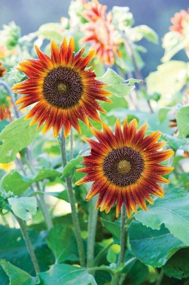 向日葵种植方法和注意事项，向日葵种植方法和注意事项有哪些（栽种向日葵需要满足哪些条件）