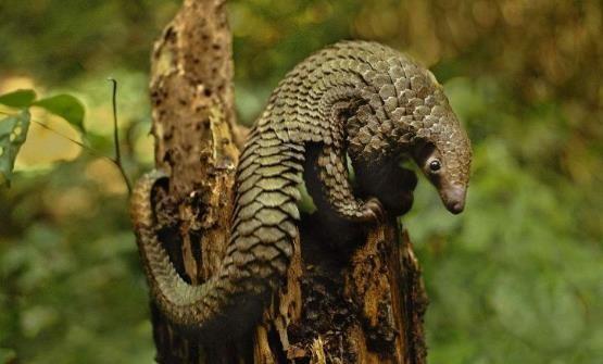 哺乳动物有哪些，世界上哺乳类动物有哪些（哺乳类动物和图片）