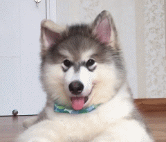 呆萌狗狗，呆萌狗狗道具（呆萌+有趣+憨厚图片）