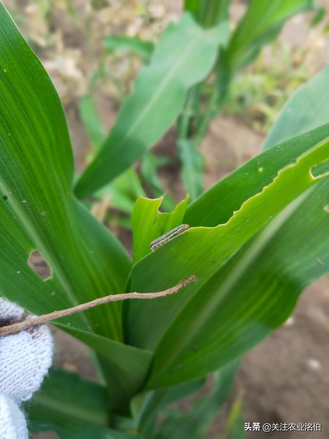 黏虫,玉米暴食性害虫—粘虫(黏虫从哪里爬出来的)