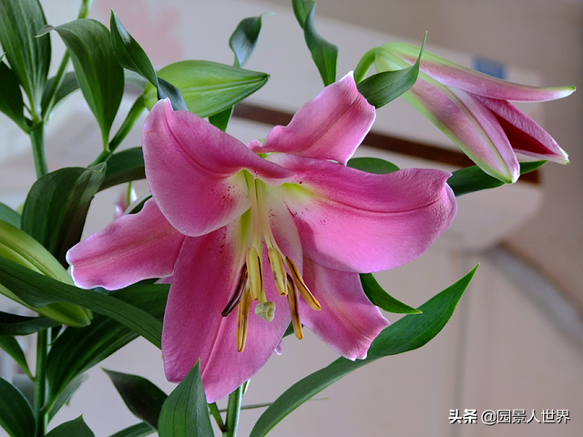 百合花的寓意是什么，百合花有几种颜色（不知道送百合花什么含义的朋友要注意了）