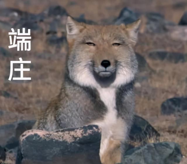 简短有气势的队名，简短有气势的队名加口号（剑三大师赛这个队伍）