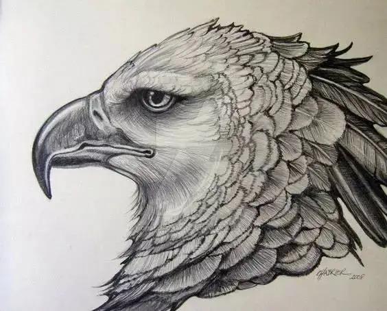 如何画一只老鹰,画一只帝王暴龙(快收藏起来临摹学习吧) 如何画一只老鹰,画一只帝王暴龙(快收藏起来临摹学习吧)