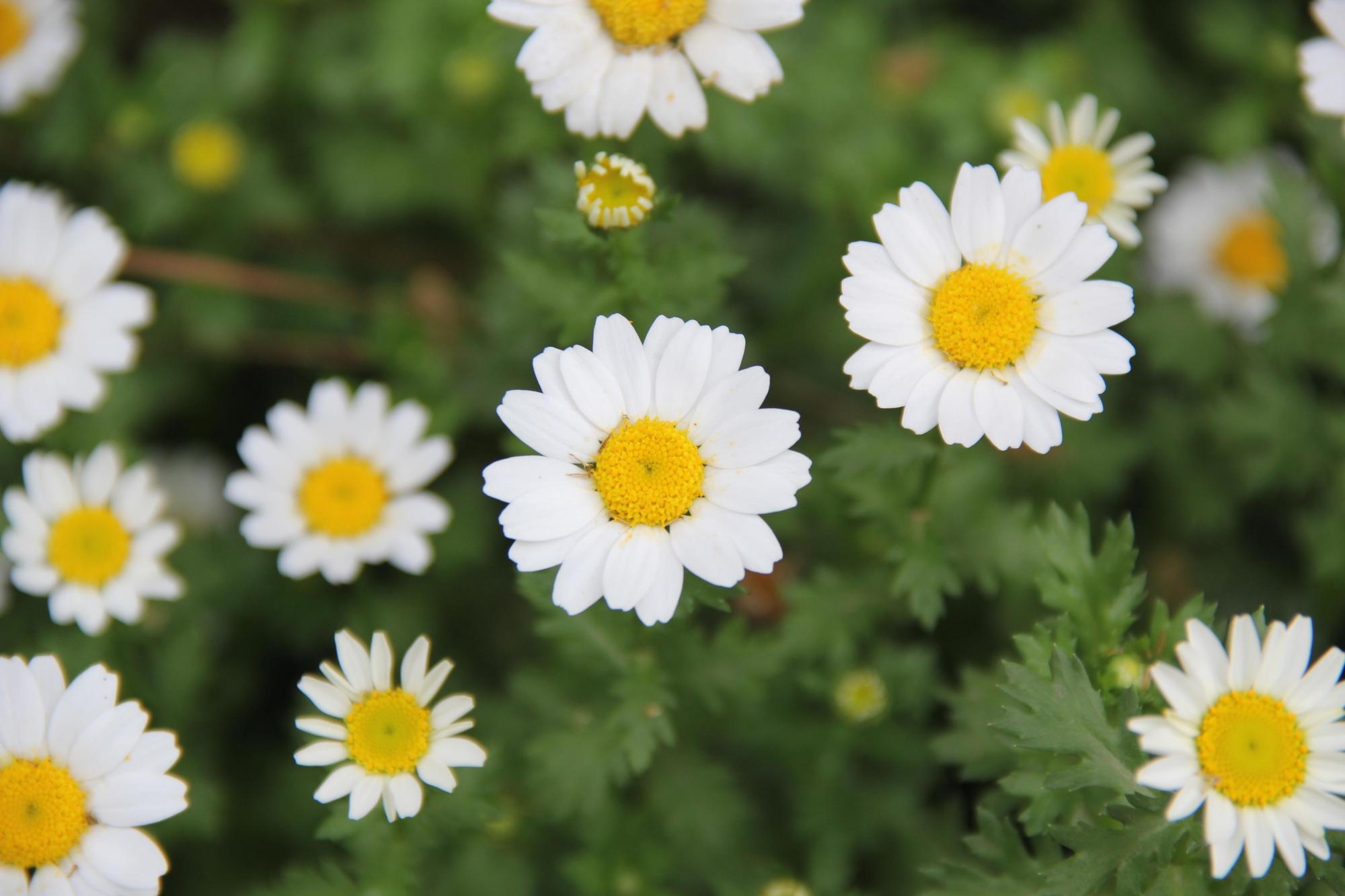 小雏菊的意义象征是什么(小雏菊精神和象征意义) - 彝家农业网