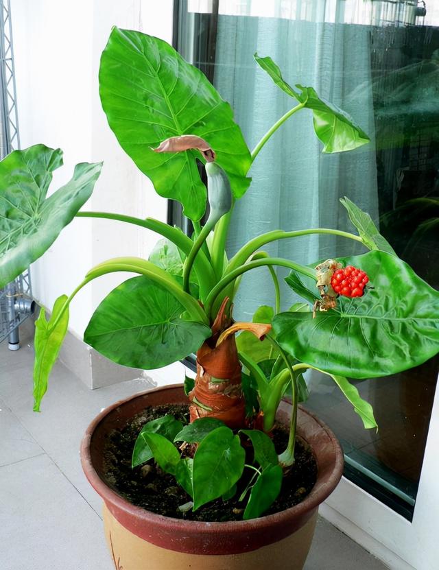 快认清“真面目”，有毒的花名字及图片