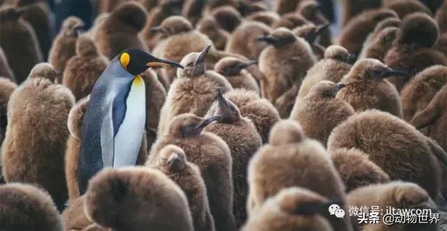 企鹅都有哪几种分别生活在哪里呢，企鹅都有哪些（详解世界上的18种企鹅<一>）
