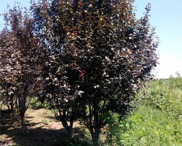 丛生红叶李怎么种植，红叶李种植标准株距（红叶李种植时间及管理技术）