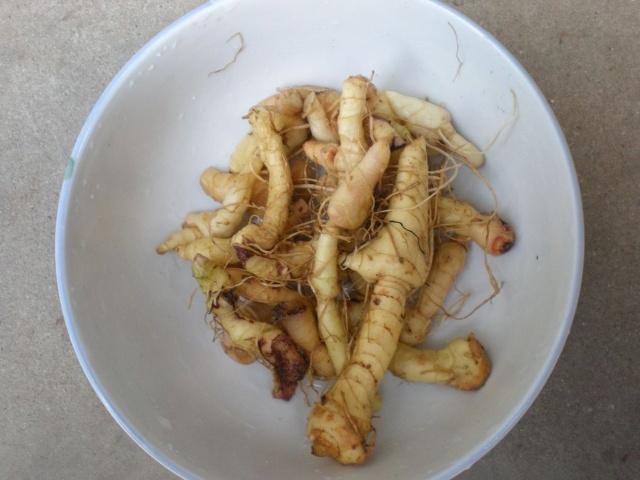 玉竹的产地,玉竹的产地是哪里最好(几十年前是珍贵草本"尾参")