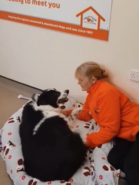 阿拉斯加犬价格，400元阿拉斯加幼犬出售（140斤阿拉斯加犬）