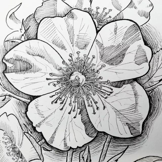 怎样用中性笔画玫瑰花好看，中性笔画花卉图片（一篇用针管笔画的植物花卉）