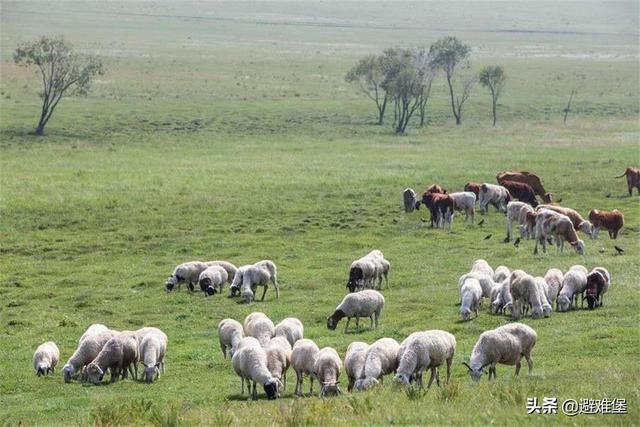 酥油的功效与作用，西藏酥油的功效与作用（有高原特殊水质的辅助）