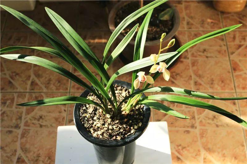 兰花什么时候开花，兰花开花时间（兰花最全养护要点）