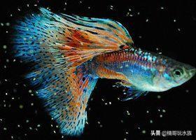 热带鱼种类，30种常见热带观赏鱼（水族小知识之热带鱼）