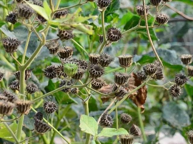 农村的野生植物大全，农村到处可见的野生植物