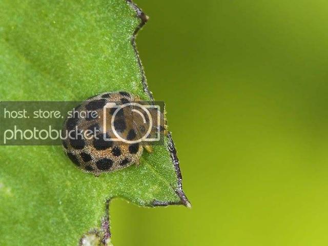 鞘翅目瓢甲科的甲虫——瓢虫