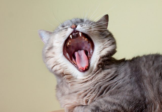 猫咪什么时候换牙，猫换牙期是什么时候（了解小猫乳齿知识当称职铲屎官）