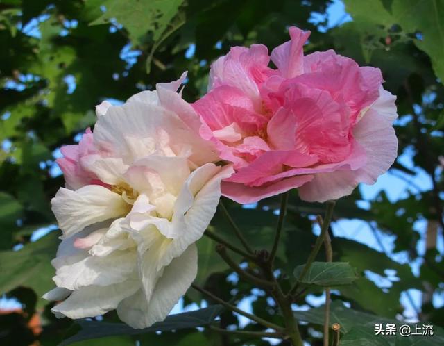 柚子叶去晦气的方法，用柚子叶辟邪讲究什么（如何成为广东人的转运密码）