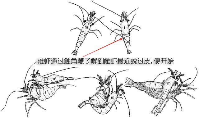 北极甜虾和普通虾的品种区别，如何鉴别对虾、罗氏虾、北极甜虾……一文解决“虾”认识