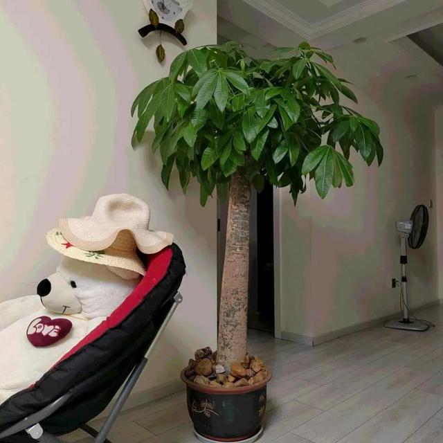 餐桌上摆放什么花最好，餐桌放什么花吉利又好看呢（10种花放在家里旺财旺运）