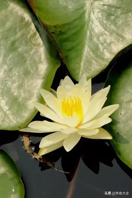 莲花的别称有哪些，莲花的别称有哪些拼音（ 太齐全太珍贵了）