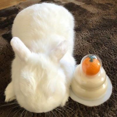 mini迷你网名，mini迷你微信昵称（迷你兔子宠物名字简单易养不挑食-可爱点）