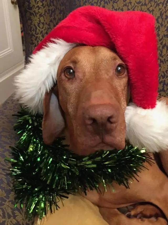 木糖醇的危害,木糖醇的功效与副作用(狗狗偷吃蛋糕后身亡) 木糖醇的危害,木糖醇的功效与副作用(狗狗偷吃蛋糕后身亡)