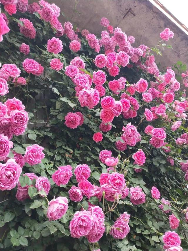 类似爬山虎的植物有哪些，除了爬山虎还有什么植物（7种超强繁育能力爬墙花）