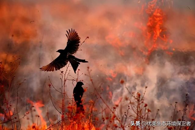 2,澳大利亞弗雷澤島又發生了森林大火,為何澳洲那麼容易發生火災?