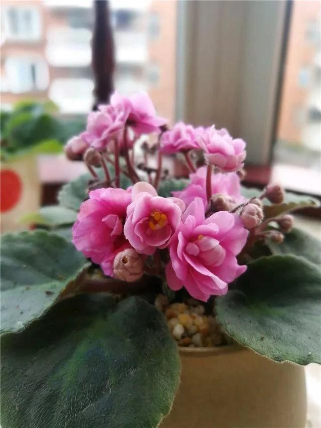 杜鹃花掉叶子的原因和解决办法详情介绍，杜鹃花掉叶子严重咋办（到底是哪出问题了）