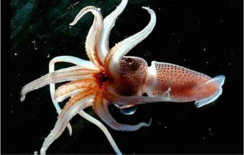 乌贼,其足生于头上.这是动物界绝无仅有的.