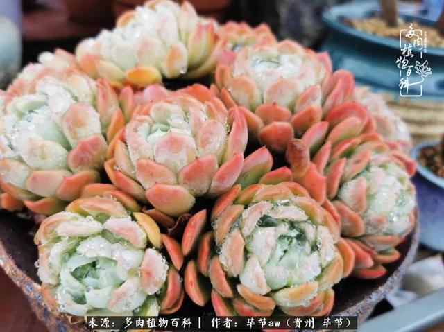 晴天橙子可爱头像微信，晴天橙子可爱头像（有多少次的会心一笑，全因多肉）