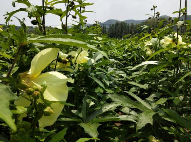 金花葵的养殖方法，金花葵的养殖方法视频（农民教你种植清热凉血、消炎镇痛的金花葵）