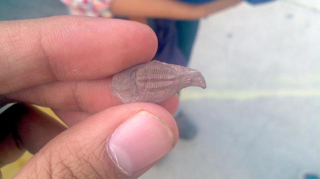 三叶虫因为什么而得名，三叶虫的由来（演化20000个种）