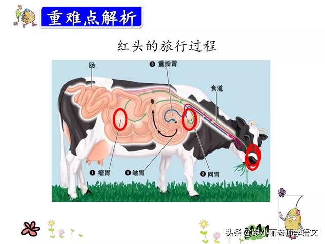 咱的组词，咱的组词和部首（统编版三年级语文上册第10课《在牛肚子里旅行》知识点+图文解读）