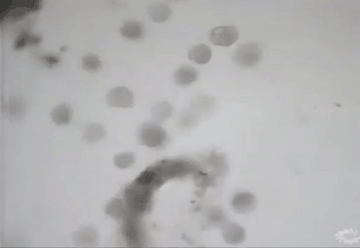 列文虎克是什么梗，你是列文虎克吗（为什么眼神好的人都叫列文虎克）