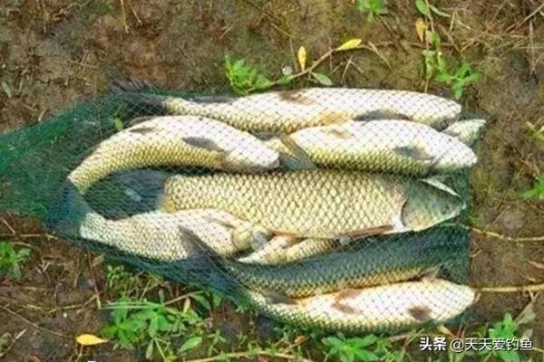草鱼什么方法好钓，民间野钓草鱼的4种钓法